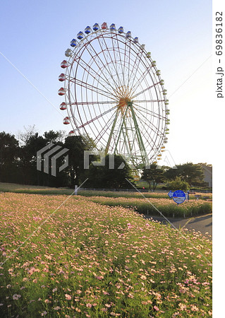 国営ひたち海浜公園　淡いオレンジ色のコスモスと大観覧車　 69836182