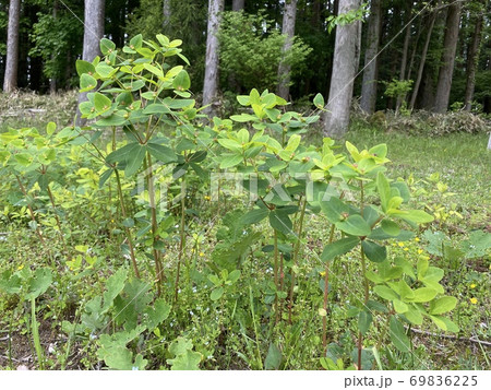 南山遊歩道　権現平 69836225