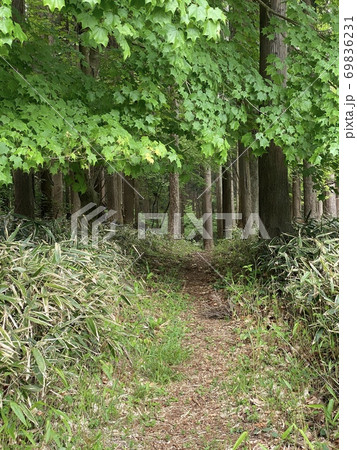 南山遊歩道　権現平 69836231