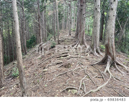 南山遊歩道 南山遊歩道 69836483