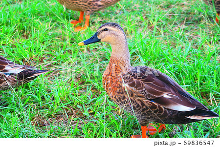 都立舎人公園のカモが陸上でエサを食べている風景の写真素材