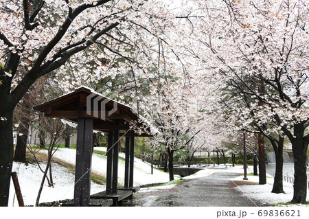 桜　雪景色 69836621