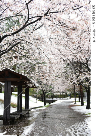 桜　雪景色 69836630