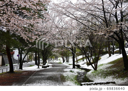 桜　雪景色 69836640