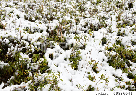 桜　雪景色 69836641