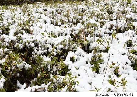 桜　雪景色 69836642