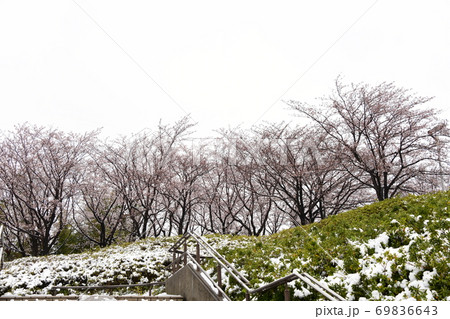 桜 雪景色 桜 雪景色 69836643