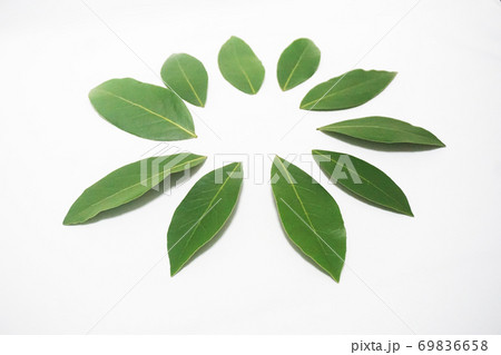 円形に並べられた乾燥前の生の月桂樹（ローレル）の葉 69836658
