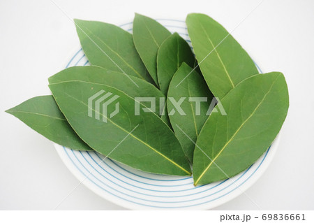 乾燥前の生の月桂樹 ローレル の葉のアップと波佐見焼の食器の写真素材