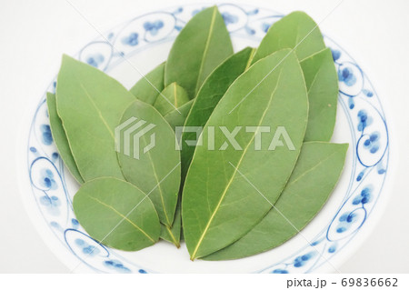 和食器に並べられた乾燥前の生の月桂樹 ローレル の葉のアップの写真素材