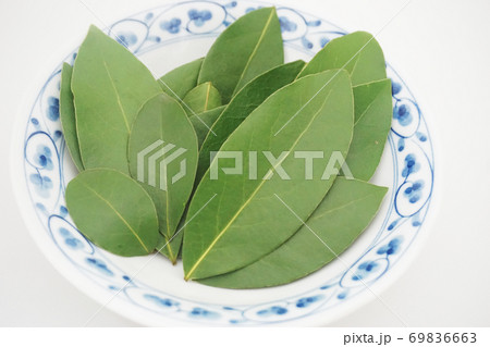 和食器に並べられた乾燥前の生の月桂樹（ローレル）の葉のアップ2 69836663