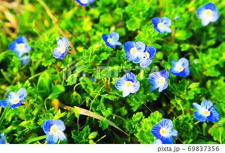 オオイヌノフグリの花 69837356