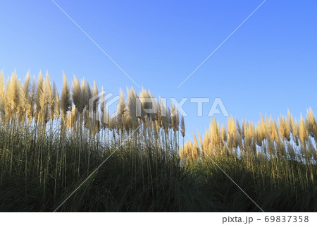 国営ひたち海浜公園　日に照らされたパンパスグラス　　 69837358