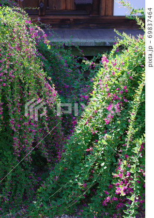 古都奈良の文化財  秋を迎えた元興寺 69837464