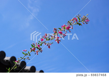 古都奈良の文化財  秋を迎えた元興寺 69837468