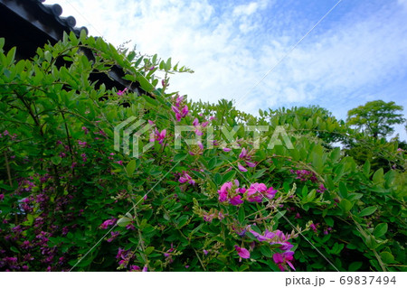 古都奈良の文化財  秋を迎えた元興寺 69837494