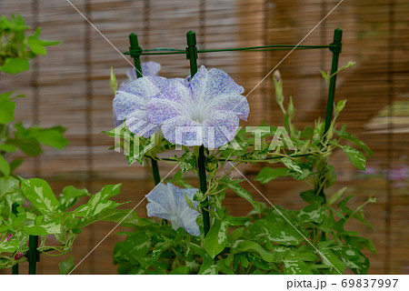 変化朝顔510 69837997