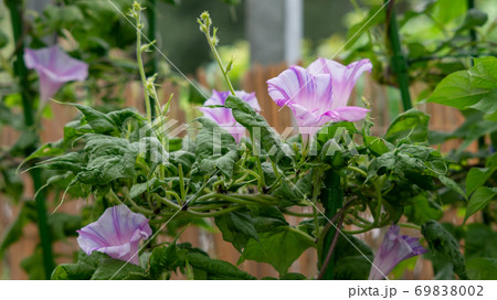 変化朝顔515 変化朝顔515 69838002