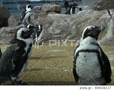 水族館の人気者 フンボルトペンギンの写真素材 6917