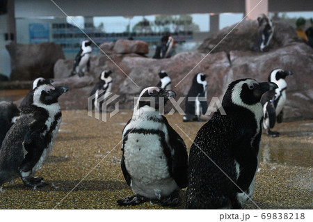 水族館の人気者 フンボルトペンギン 水族館の人気者 フンボルトペンギン 69838218