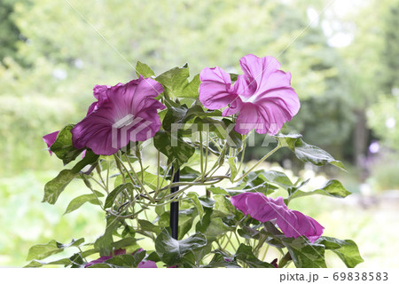 変化朝顔533 69838583