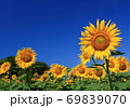 ひまわり 69839070