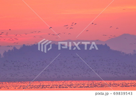伊豆沼の朝の飛び立ち 伊豆沼の朝の飛び立ち 69839543
