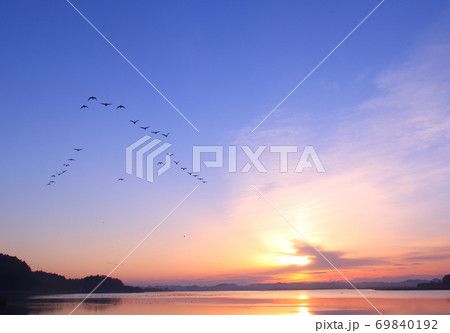 伊豆沼の朝の飛び立ち 伊豆沼の朝の飛び立ち 69840192