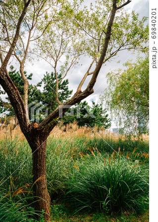Green tree and reed field at Songdo Central Park in Incheon, Korea 69840201