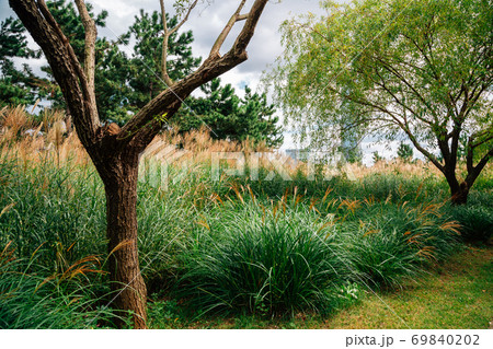 Green tree and reed field at Songdo Central Park in Incheon, Korea 69840202
