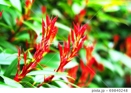 ベニカナメモチの新芽の風景 69840248