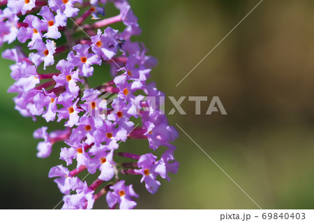 フサフジウツギ 69840403