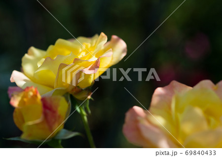黄色いバラ 69840433