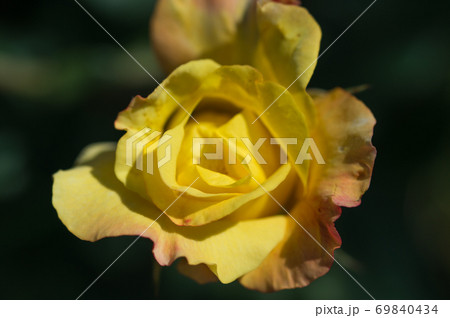黄色いバラ 69840434