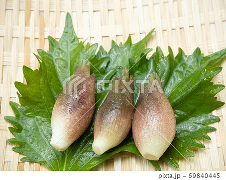 竹ザルに大葉を添えたミョウガ 69840445