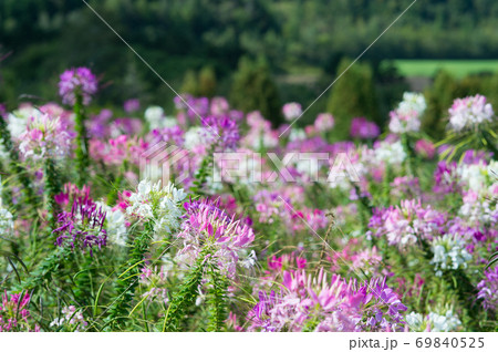 セイヨウフウチョウソウ 69840525