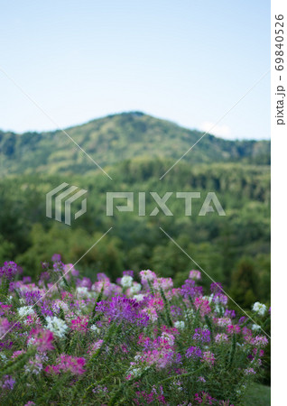 セイヨウフウチョウソウ セイヨウフウチョウソウ 69840526