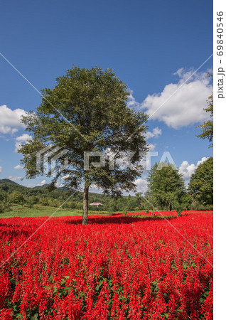 サルビア群生 69840546