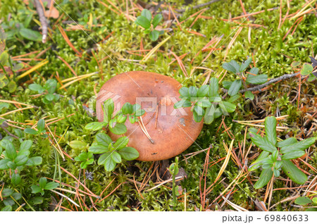 Mushrooms Suillus bovinus. Mushrooms Suillus bovinus. 69840633