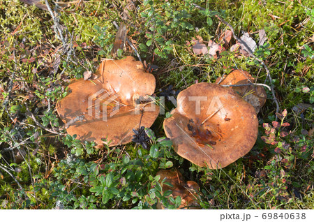 Two mushrooms Suillus bovinus. Two mushrooms Suillus bovinus. 69840638