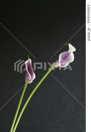 黒バックのカラーの花 黒バックのカラーの花 69840663