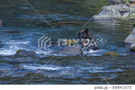 北海道知床半島　カラフトマスを咥えるヒグマ 69841073