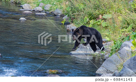 北海道知床半島のヒグマ 9月 北海道知床半島のヒグマ 9月 69841143