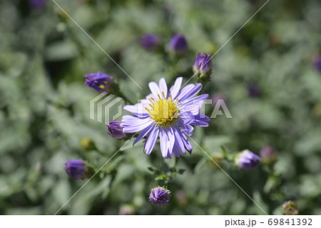 New York aster Professor Anton Kippenberg 69841392