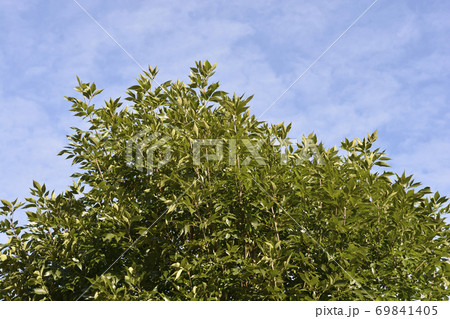 Common ash Common ash 69841405