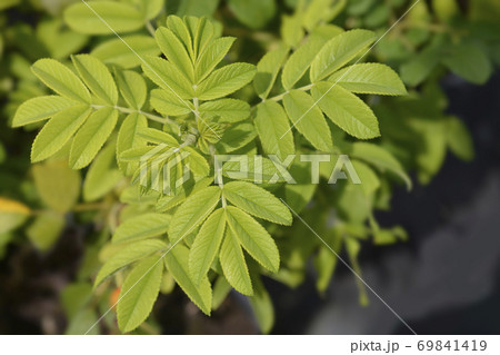 Rugosa rose 69841419