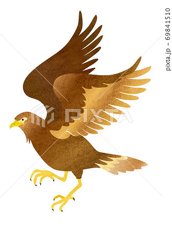 Hand Drawn Illustration Of A Hawk Stock Illustration