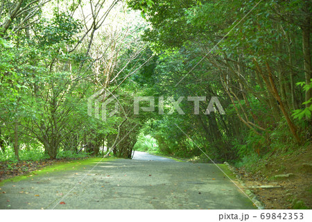 岡山県自然保護センターの遊歩道と樹木のトンネル 岡山県和気郡和気町 岡山県自然保護センターの遊歩道と樹木のトンネル 岡山県和気郡和気町 69842353