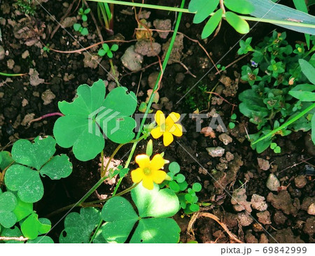 小さな黄色の花とハート形の葉っぱの写真素材