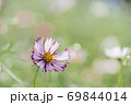 コスモスのクローズアップ 69844014